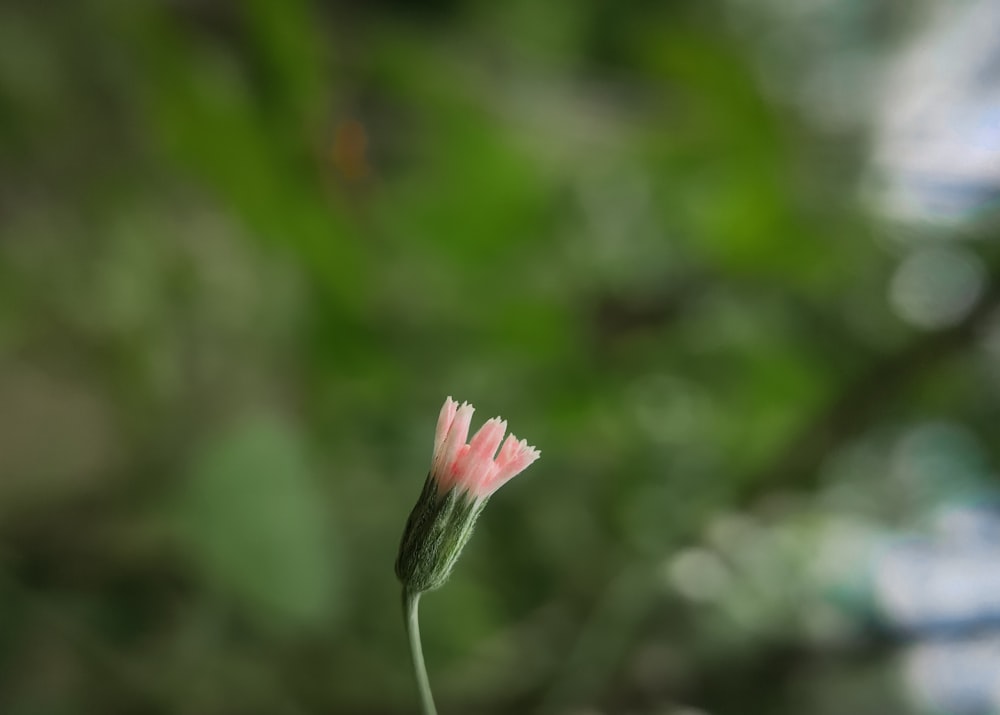 pink flower bud in tilt shift lens