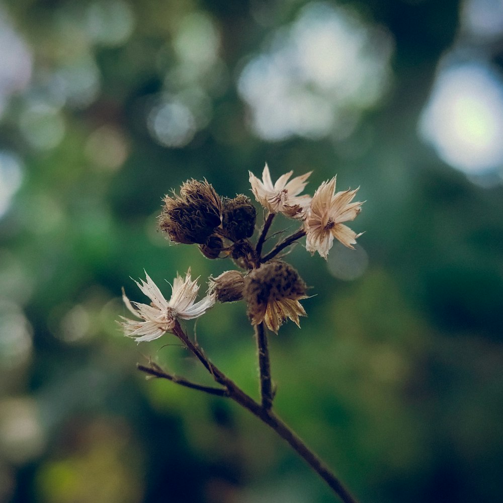 white and brown flower in tilt shift lens