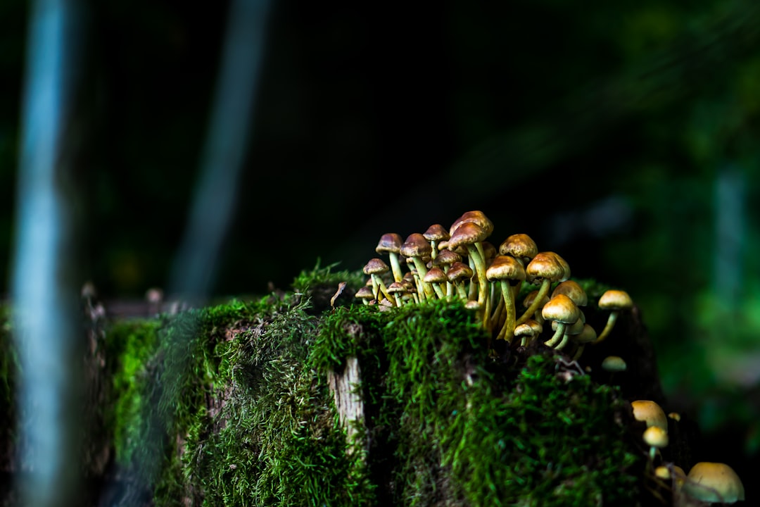 brown mushrooms on green moss