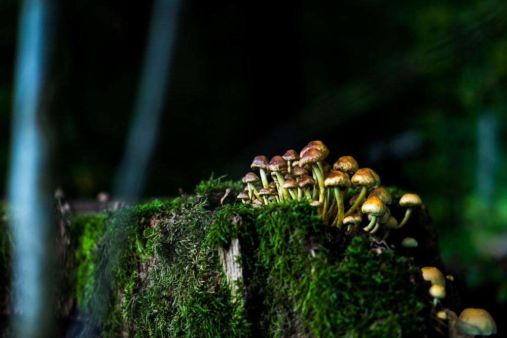 brown mushrooms on green moss