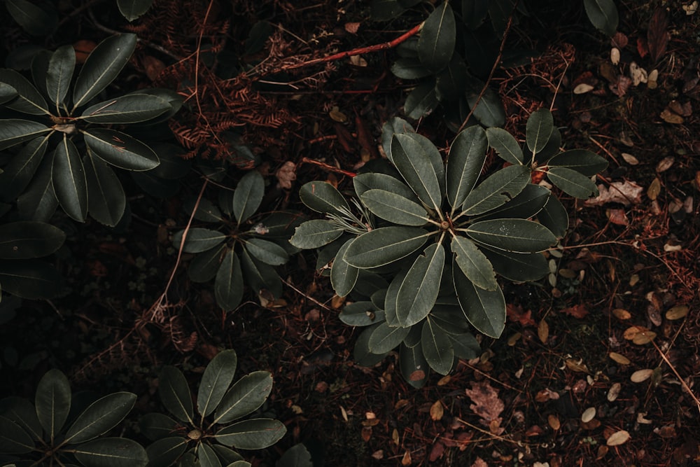 green plant on brown soil