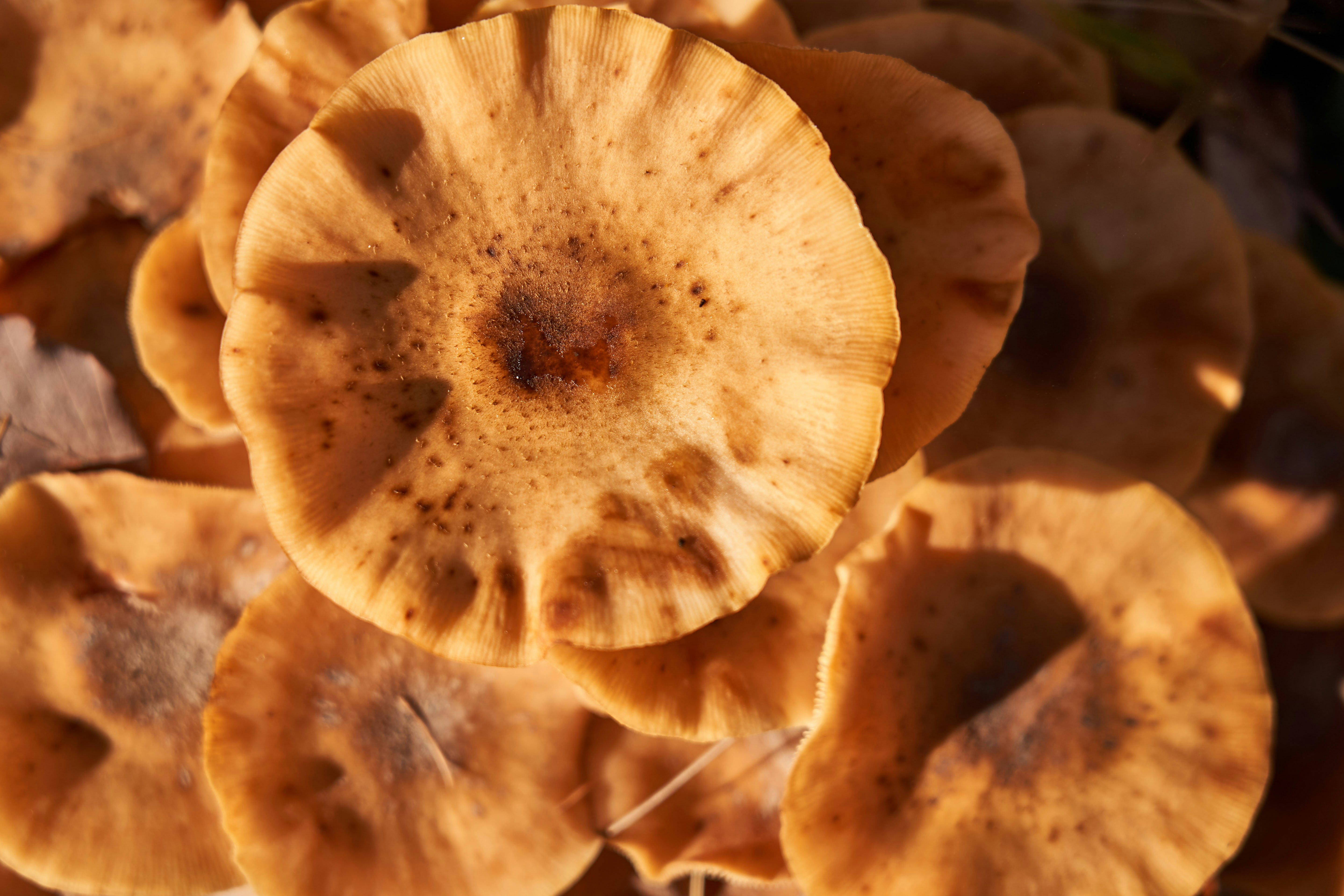 Lion’s Mane Culture