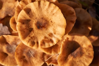 A close-up view of several golden-brown mushrooms with textured caps and darkened centers, clustered together. The mushrooms are illuminated with natural light, highlighting their earthy tones and surface details.