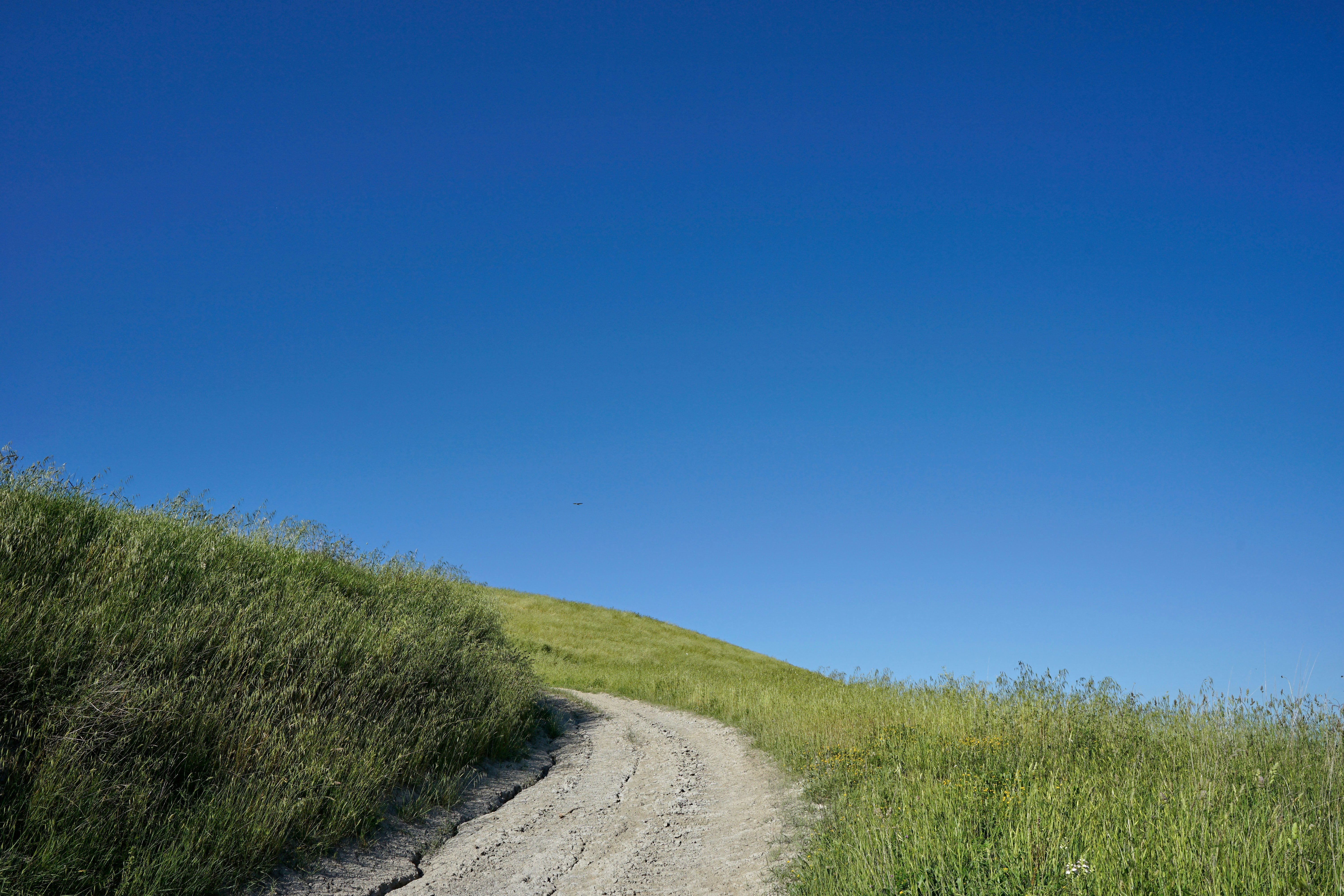 Photo by wolfgang_hasselmann