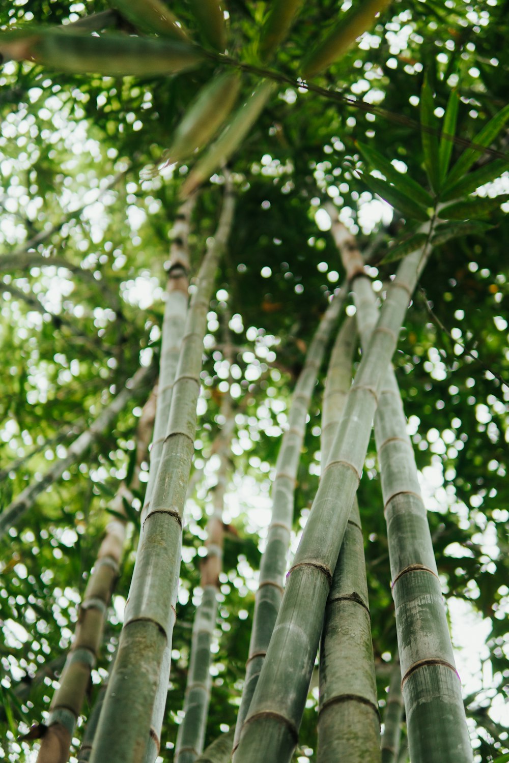 green leaf tree during daytime