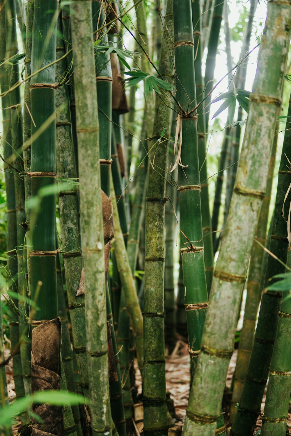 árbol de bambú verde durante el día