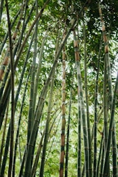 green bamboo trees during daytime
