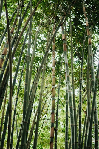 green bamboo trees during daytime
