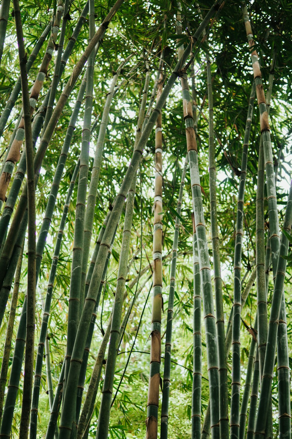 green bamboo trees during daytime