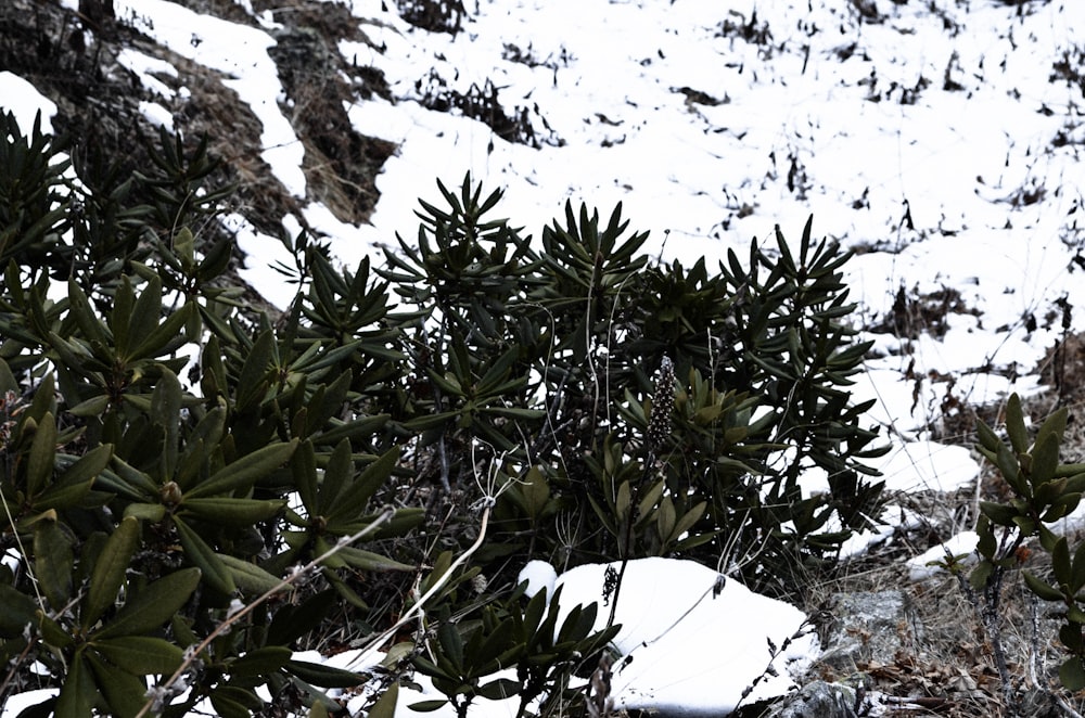 green plant on white snow covered ground