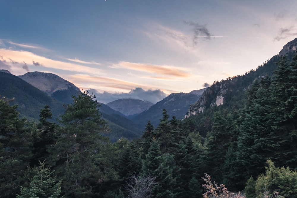 Grüne Bäume am Berg unter blauem Himmel tagsüber