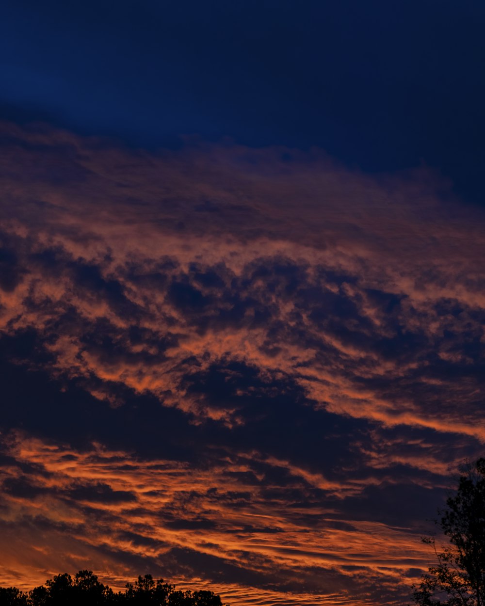 silhouette of trees under cloudy sky during sunset