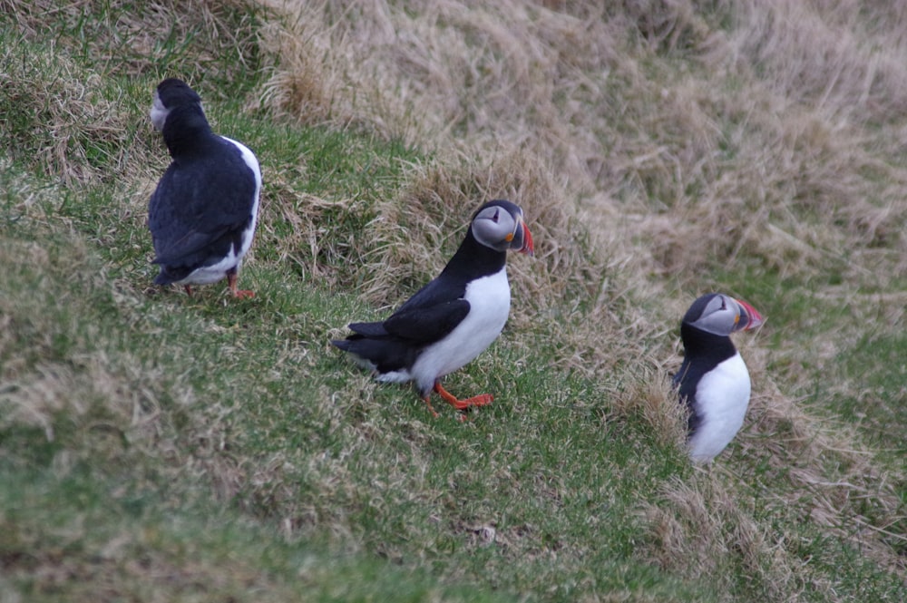 2 black and white birds on green grass during daytime