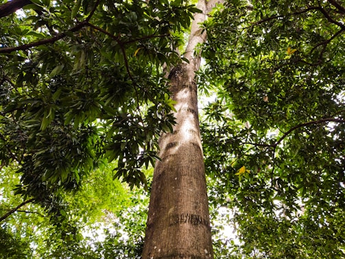 brown tree trunk with green leaves