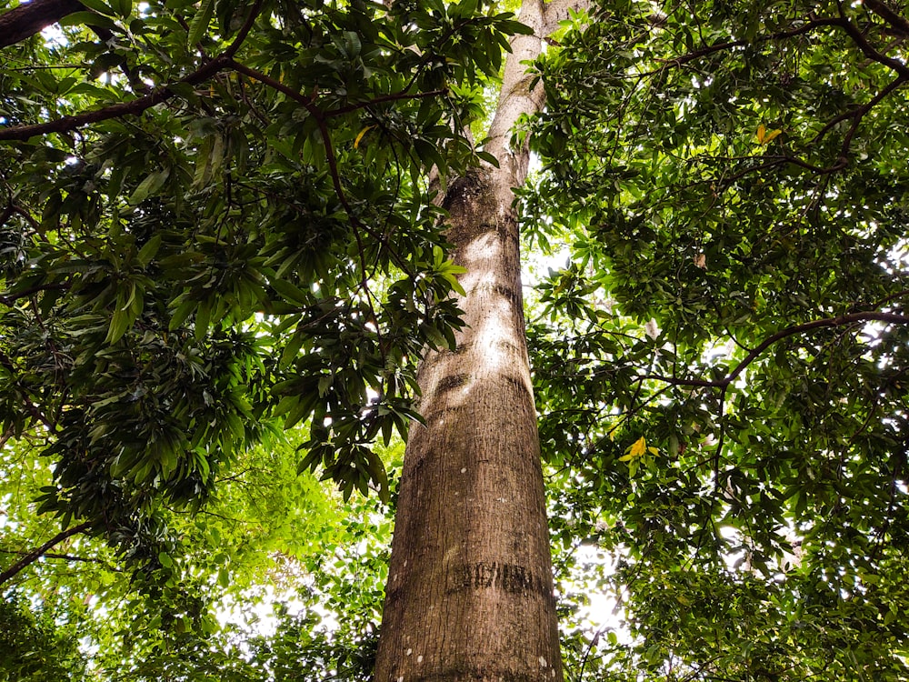 brown tree trunk with green leaves