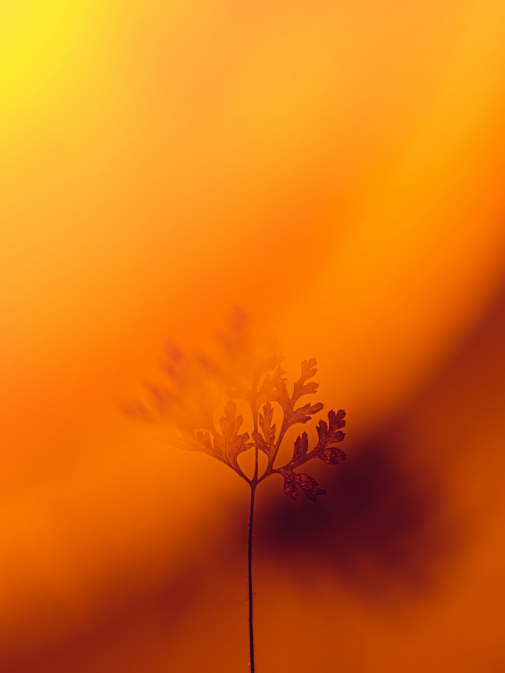 yellow flower under orange sky