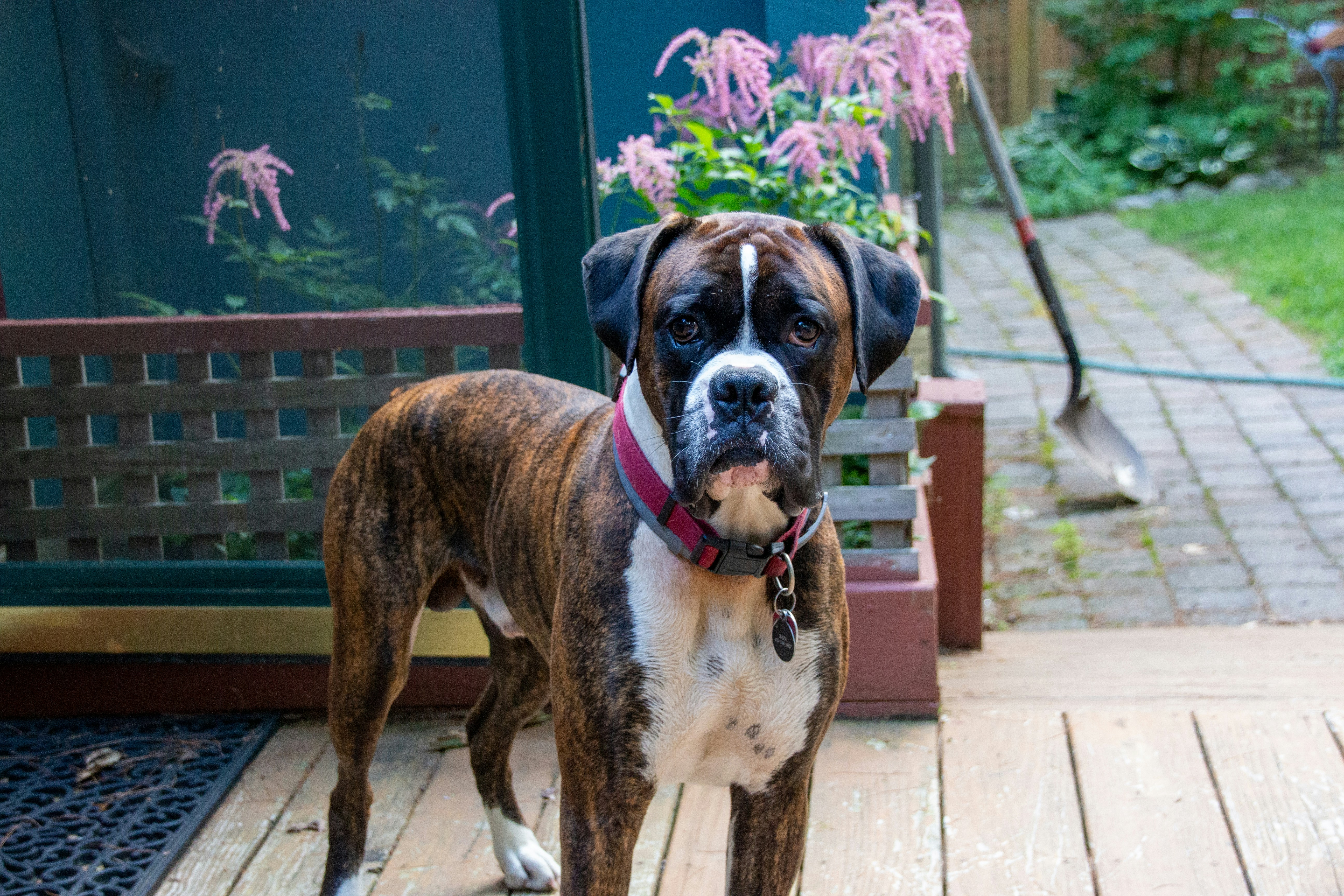 Are Boxer Dogs Easy to Train?