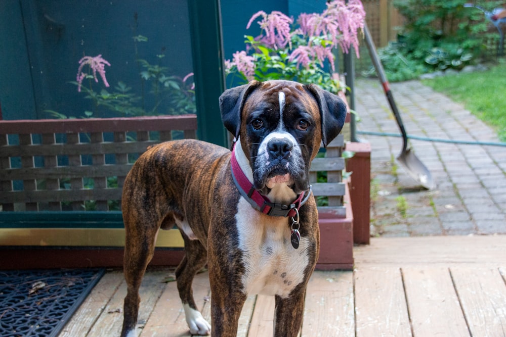 brown and white short coated dog