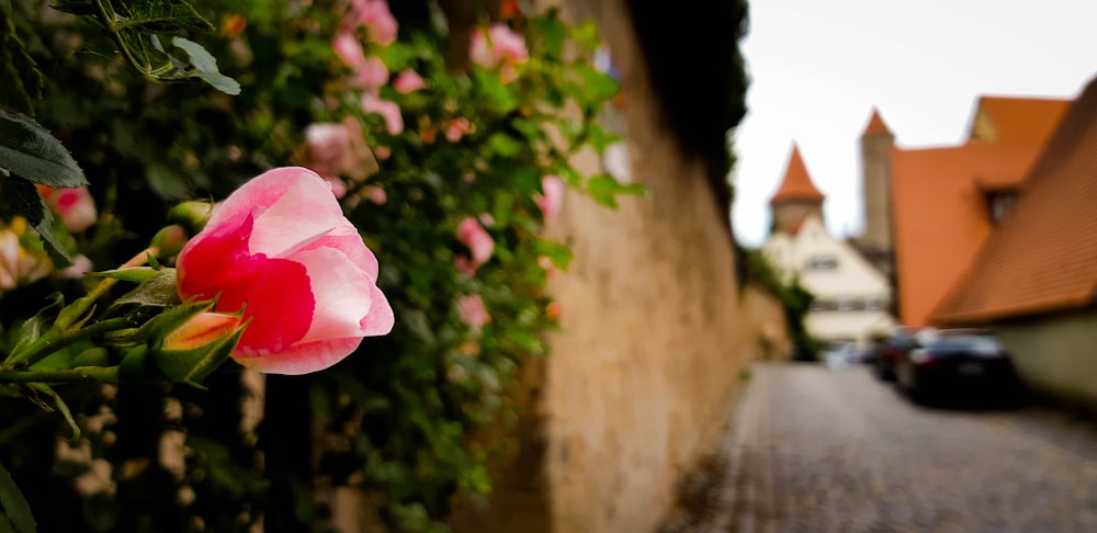 pink rose in bloom during daytime