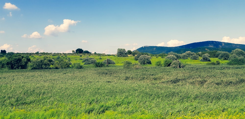 green grass field under blue sky during daytime