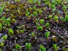 A close-up view of small green seedlings emerging from the soil, surrounded by patches of moss. The seedlings have vibrant green leaves and reddish stems, with a few small pebbles and twigs scattered around the earthy surface.