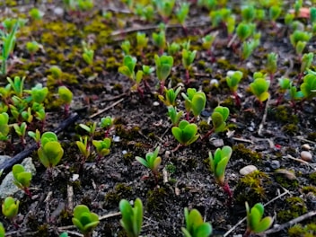 A close-up view of small green seedlings emerging from the soil, surrounded by patches of moss. The seedlings have vibrant green leaves and reddish stems, with a few small pebbles and twigs scattered around the earthy surface.