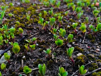 A close-up view of small green seedlings emerging from the soil, surrounded by patches of moss. The seedlings have vibrant green leaves and reddish stems, with a few small pebbles and twigs scattered around the earthy surface.