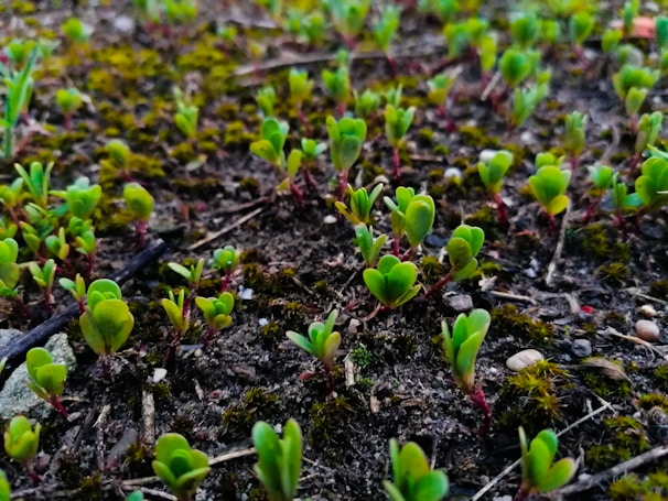 Close-up of rich, fibrous coir material with green seedlings sprouting from it.