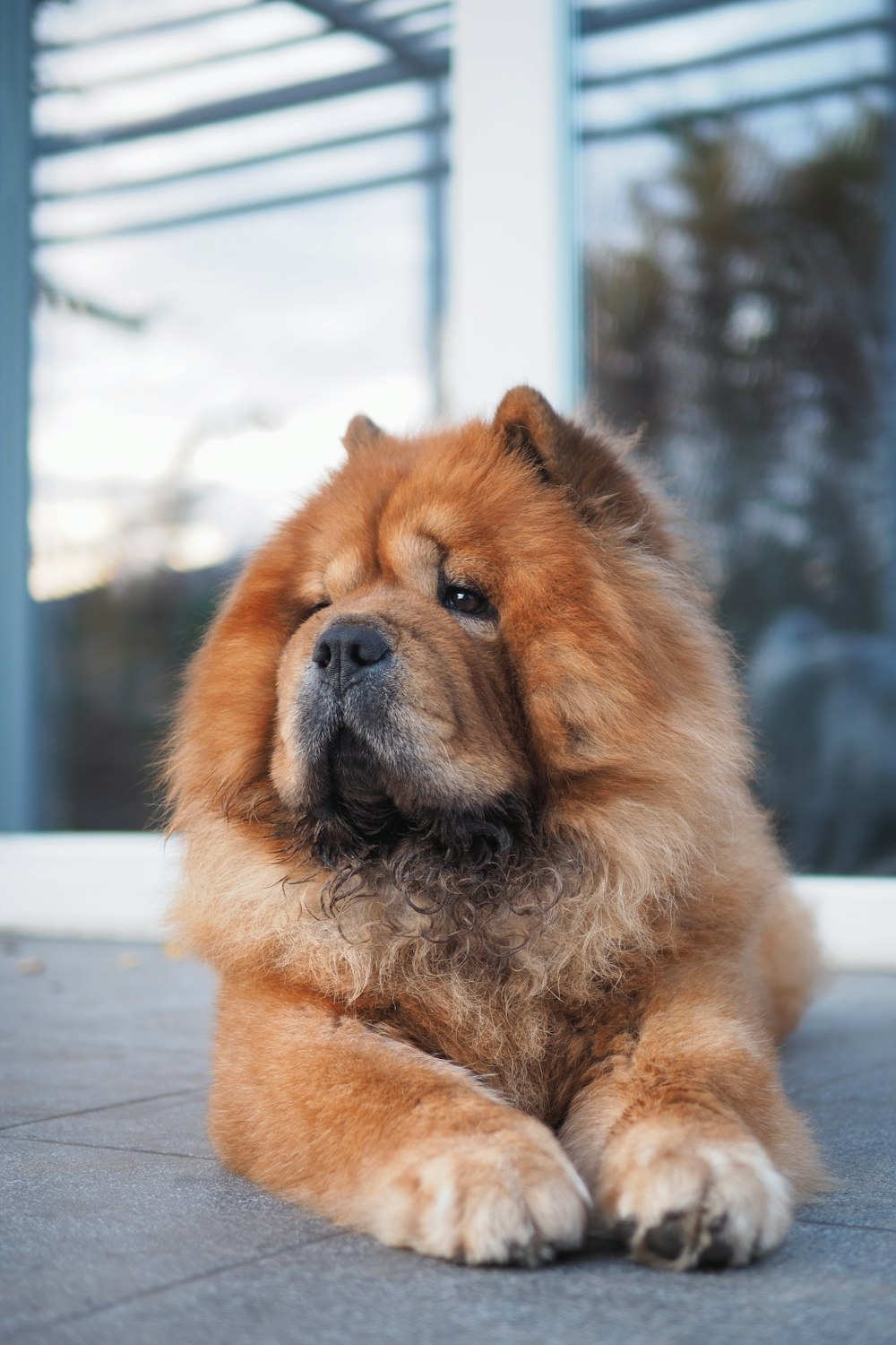 brown long coated dog on snow covered ground during daytime