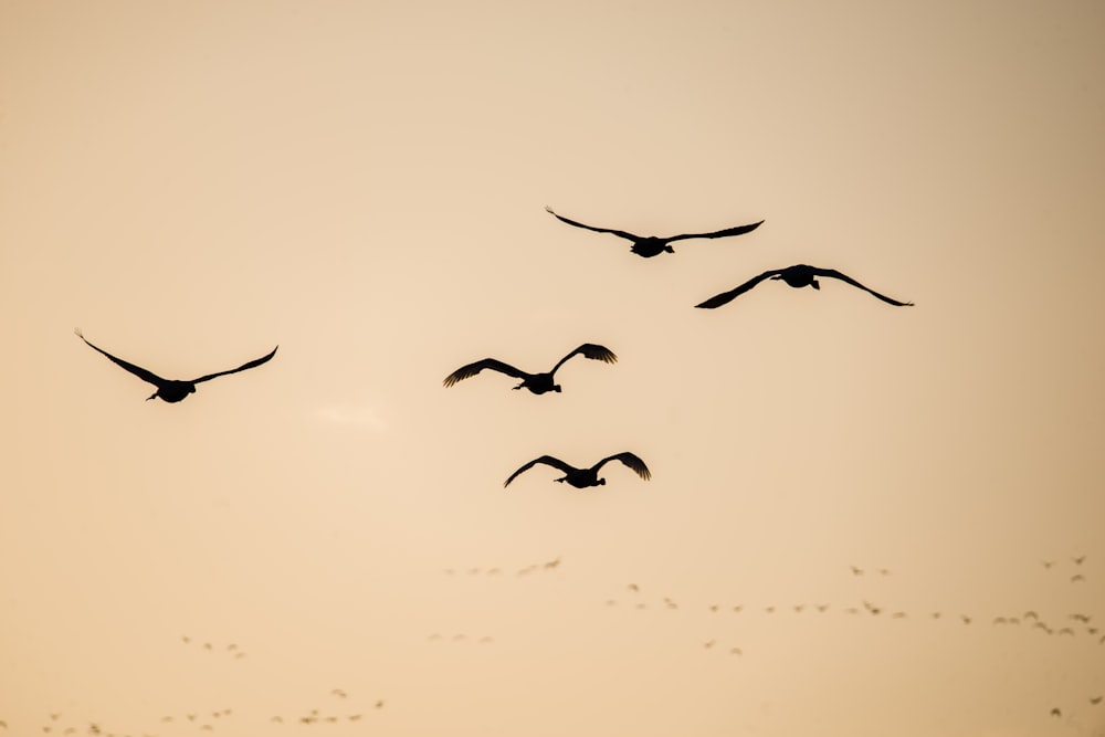 birds flying in the sky