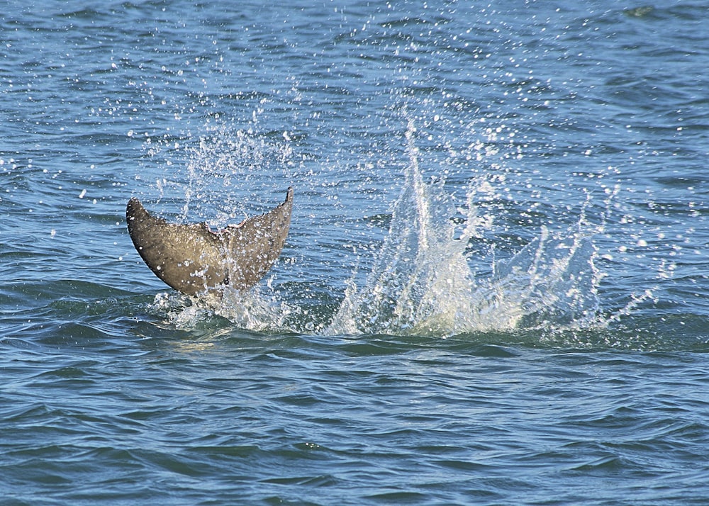 black whale on body of water during daytime