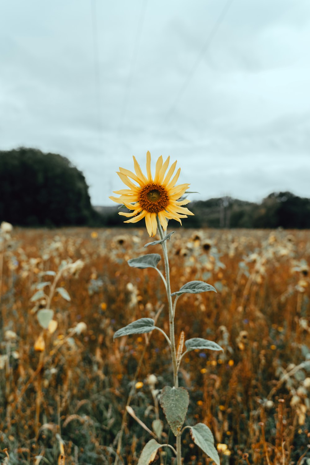 yellow sunflower in the field during daytime