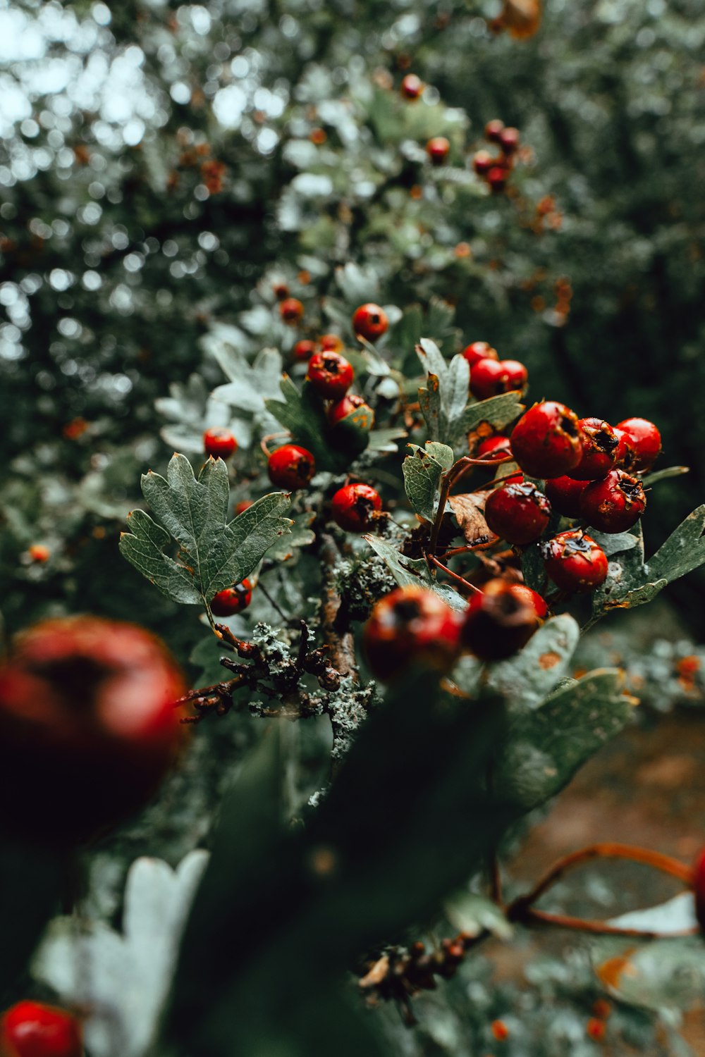 red round fruits on green leaves