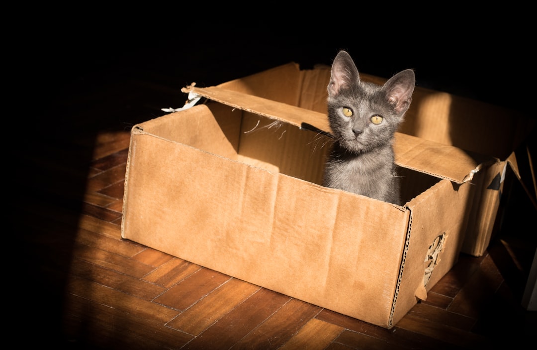 Gray Kitten in a box looking at camara. 