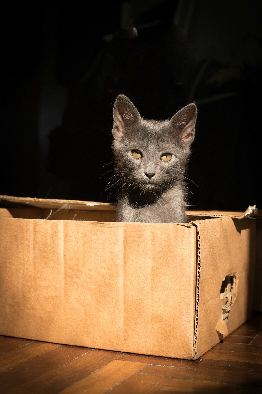 gray cat in brown cardboard box