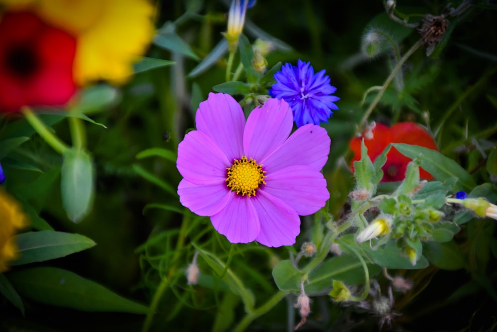 purple flower with yellow stigma