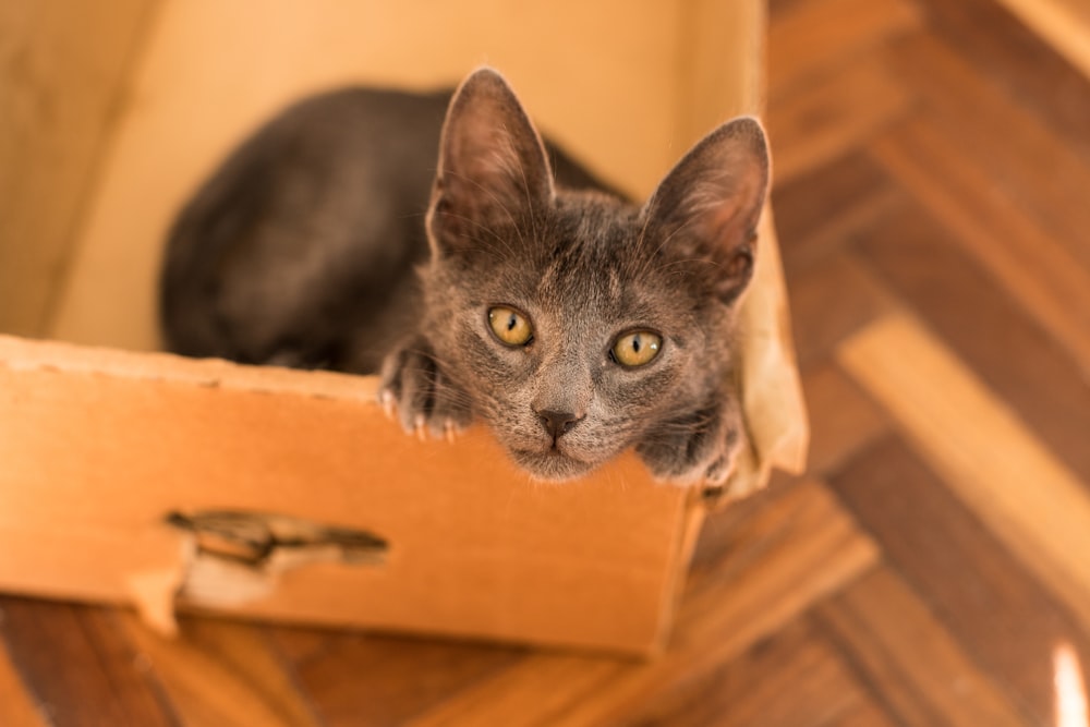 black cat in brown cardboard box