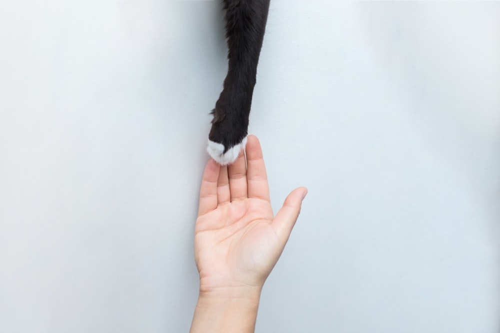 person holding black short fur cat