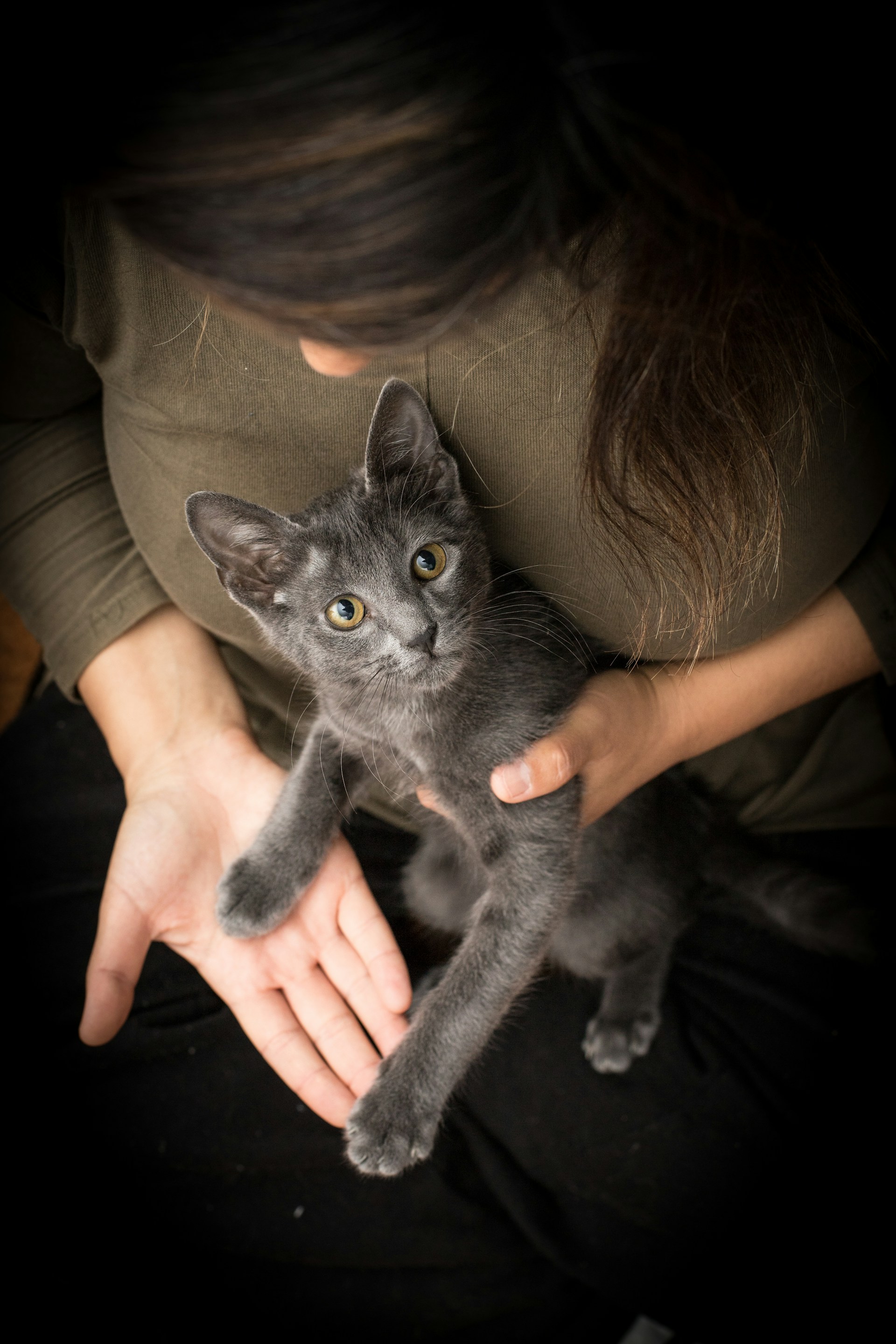 person holding black cat on brown leather couch