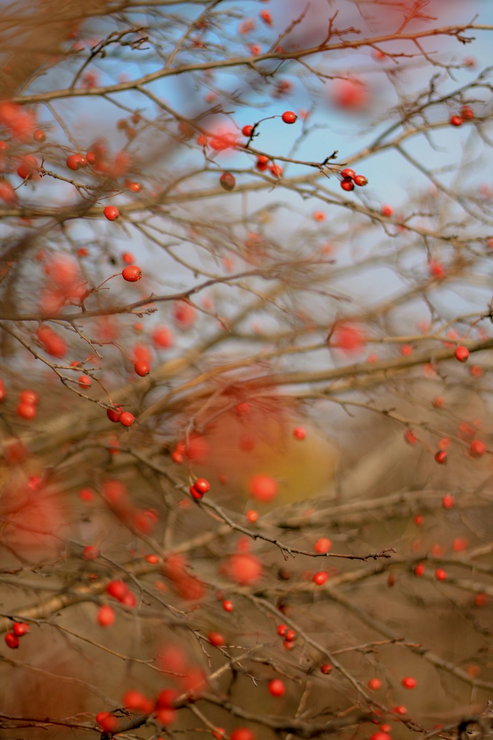 red and brown leaf tree