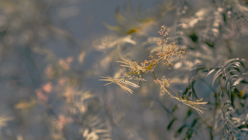 yellow flower in tilt shift lens