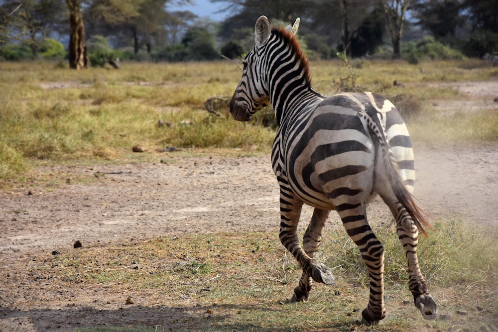 zebra walking on brown field during daytime