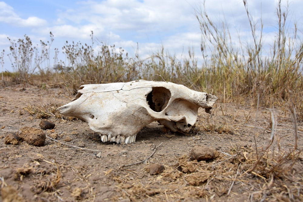 茶色の土に白い動物の頭蓋骨