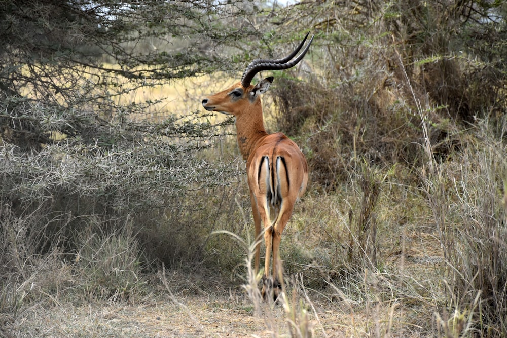 Ciervo marrón en un campo de hierba marrón durante el día