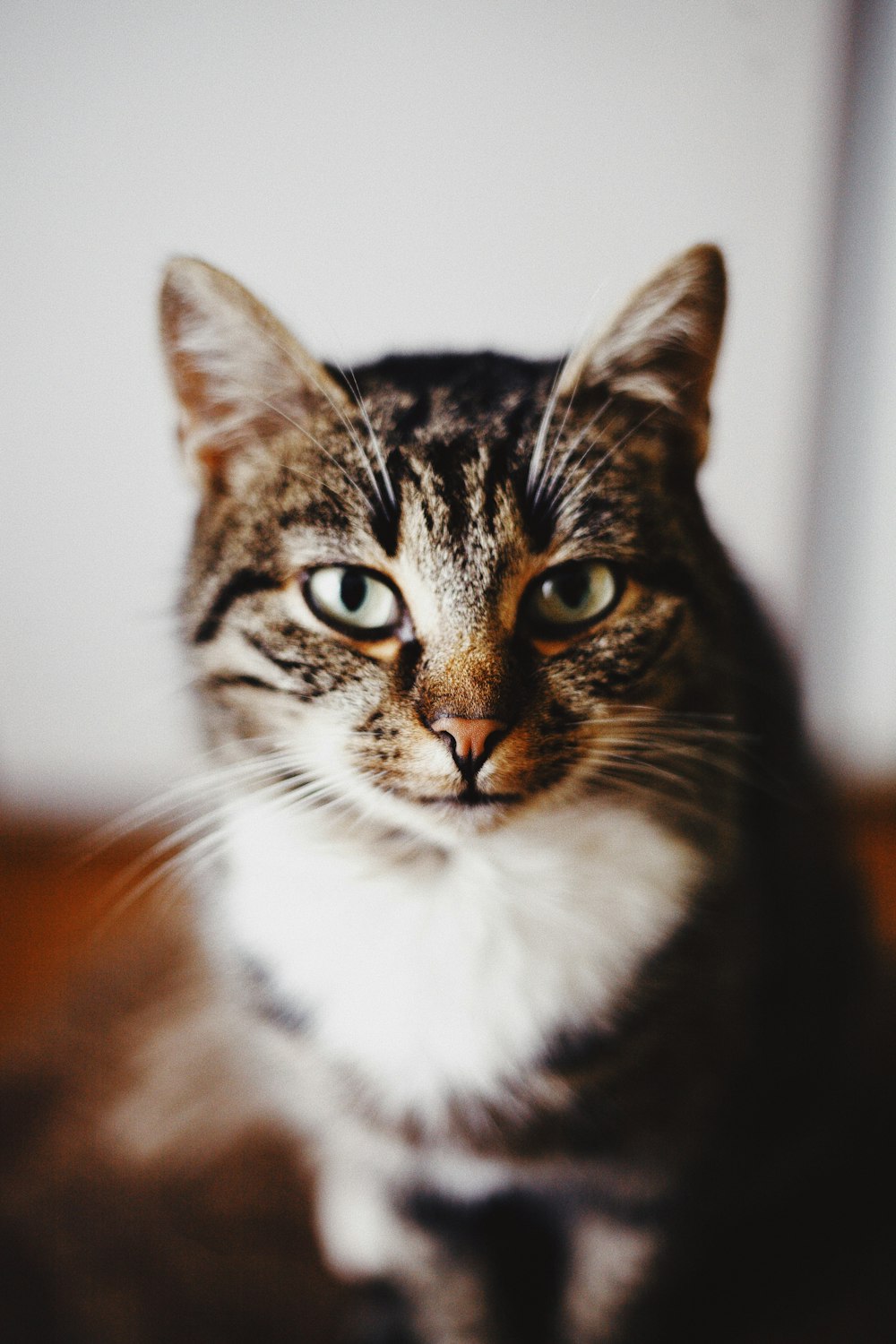 brown tabby cat in tilt shift lens