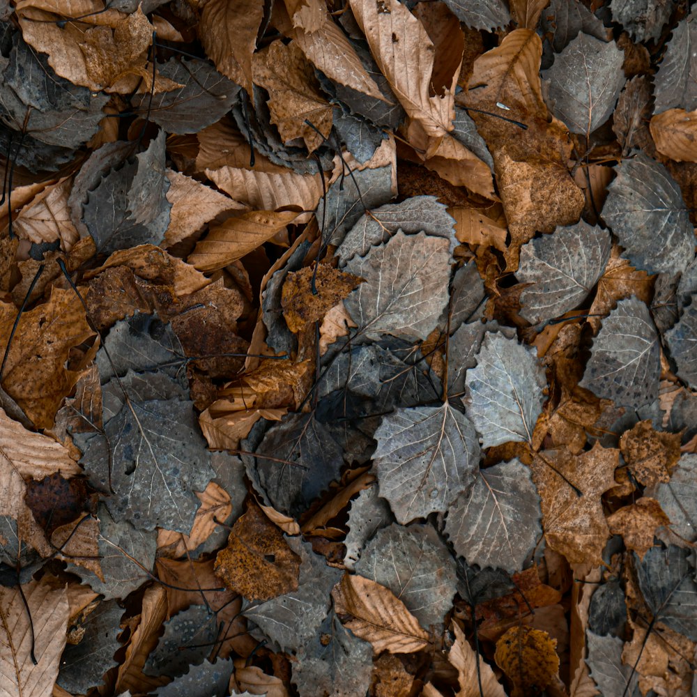 brown dried leaves on ground