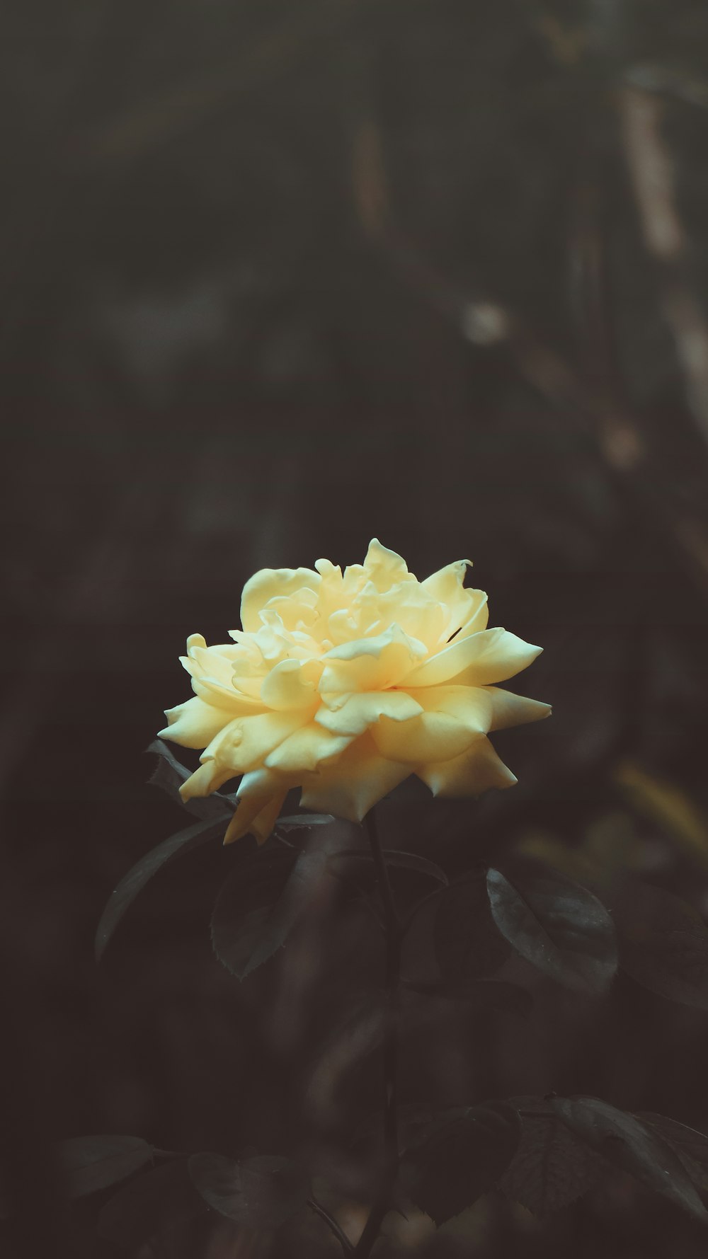 yellow flower in tilt shift lens