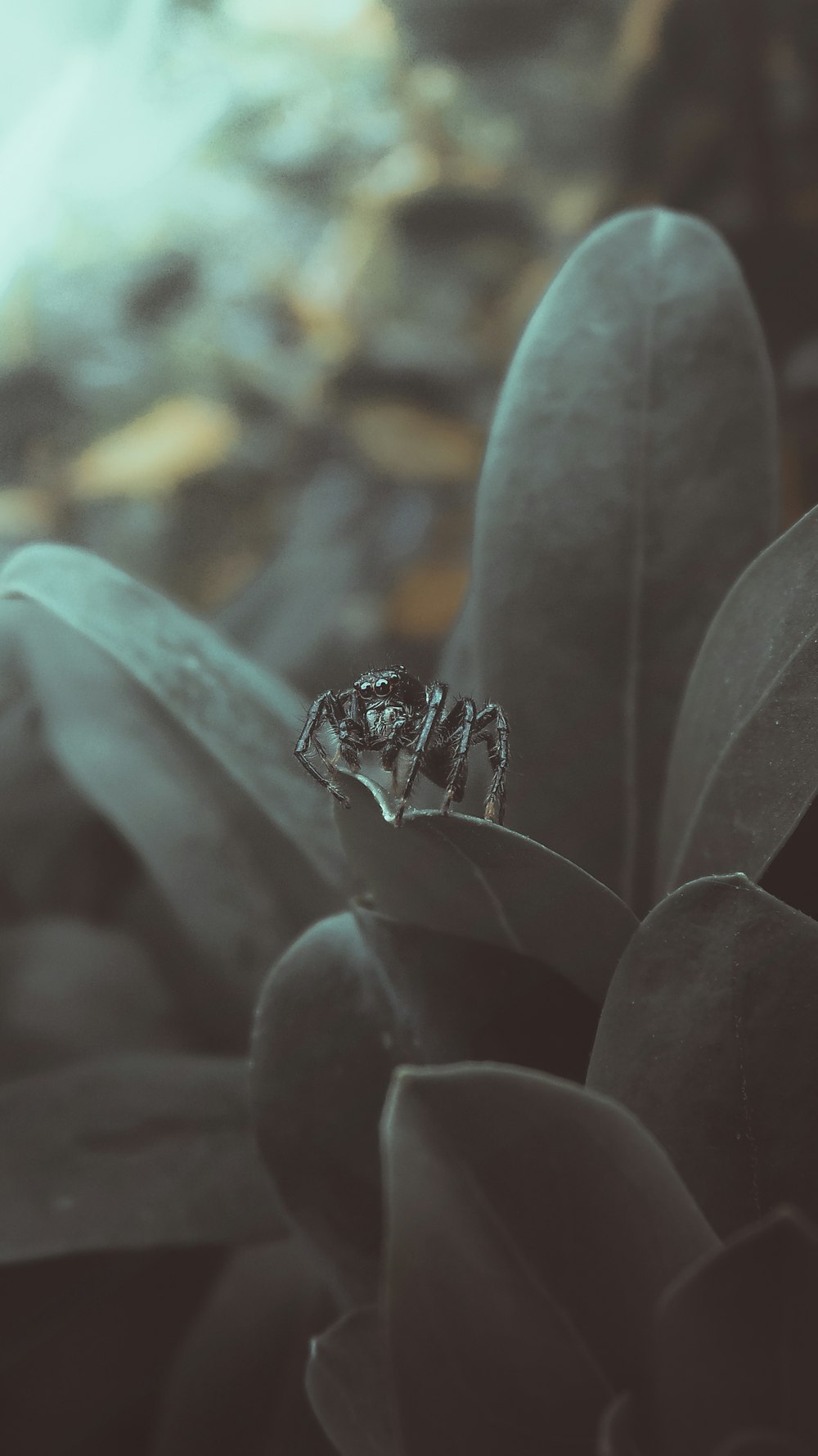 black and white butterfly on green plant