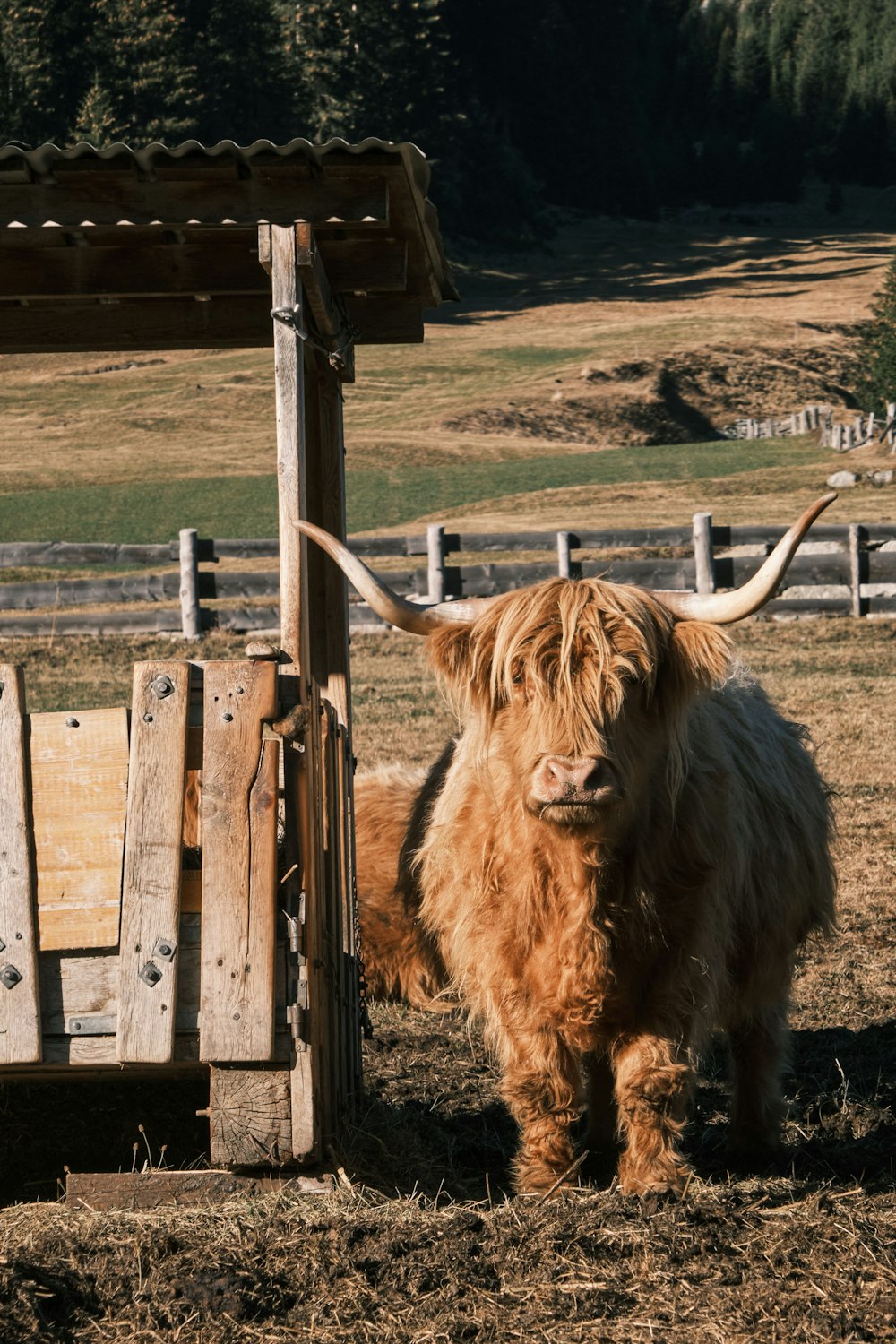 brown cow on brown wooden fence during daytime