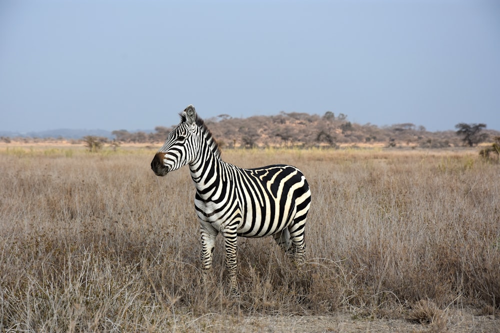 zebra sul campo di erba marrone durante il giorno